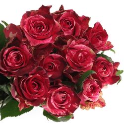 Rose fuchsia/dunkel rot Red Storm Geflamt 50cm