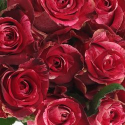 Rose fuchsia/dunkel rot Red Storm Geflamt 50cm