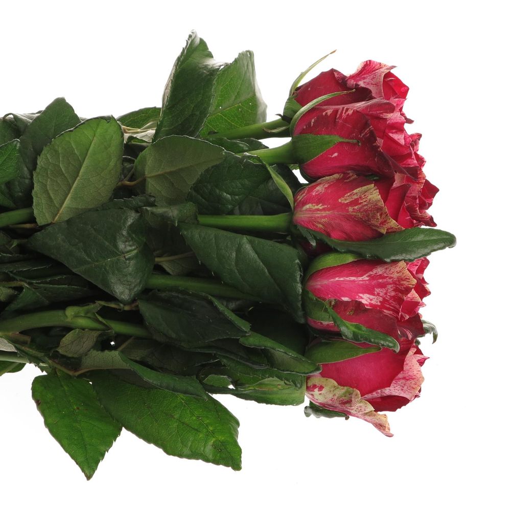 Rose fuchsia/dunkel rot Red Storm Geflamt 50cm