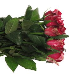 Rose fuchsia/dunkel rot Red Storm Geflamt 50cm