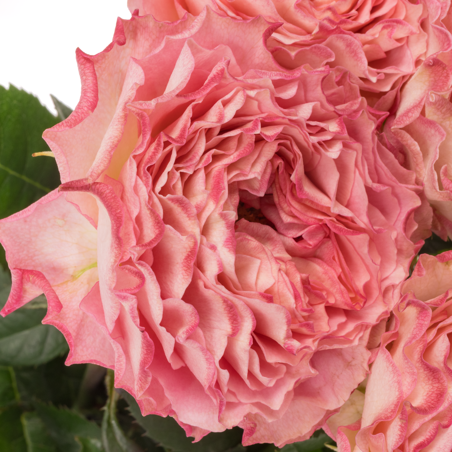 Rose fuchsia/apricot Lady Somerset 50cm