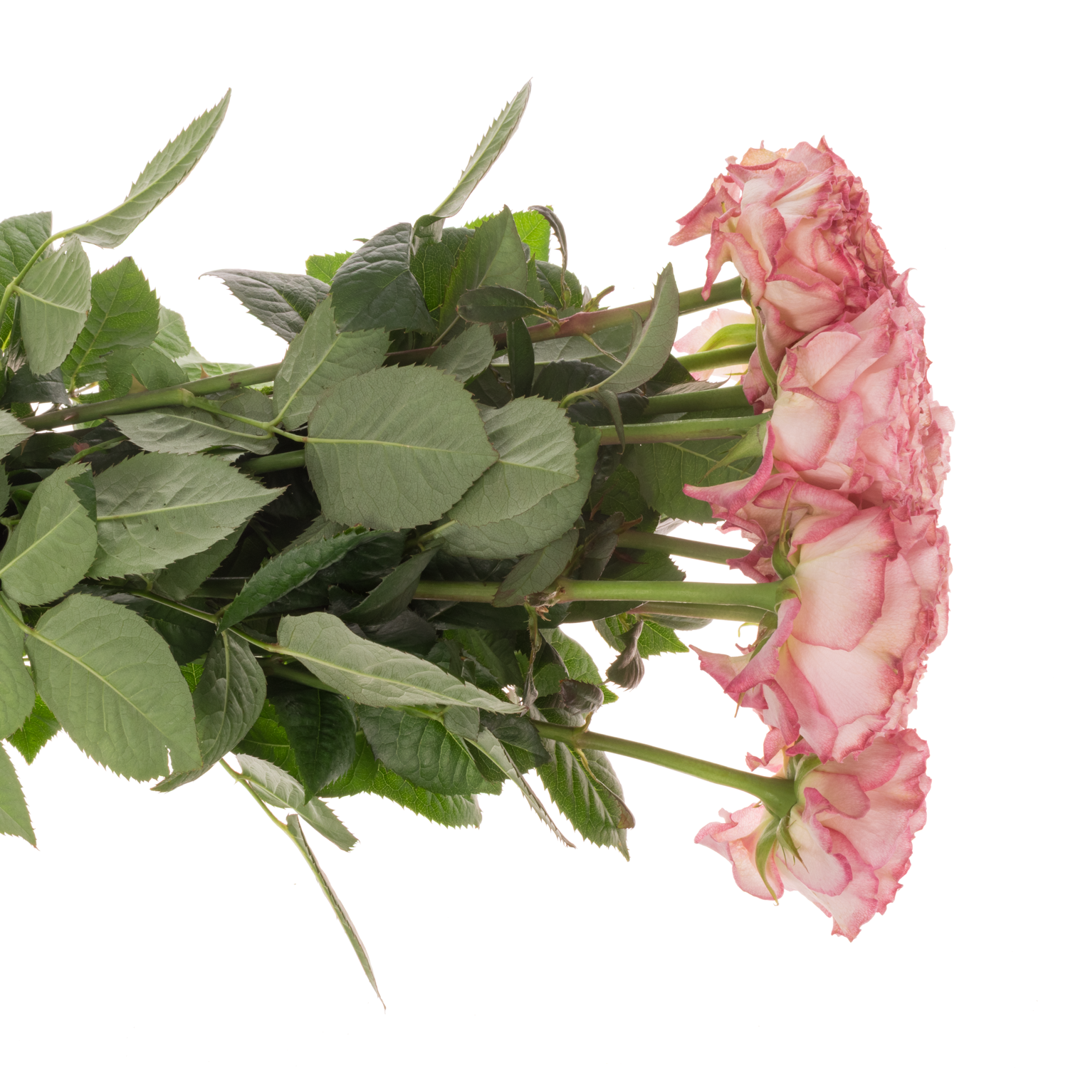 Rose fuchsia/apricot Lady Somerset 50cm