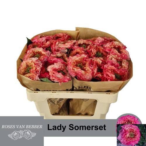 Rose fuchsia/apricot Lady Somerset 50cm