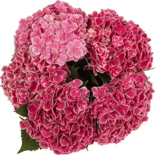 Hortensie dunkel rosa/weiss Rio Bol 15cm 50cm