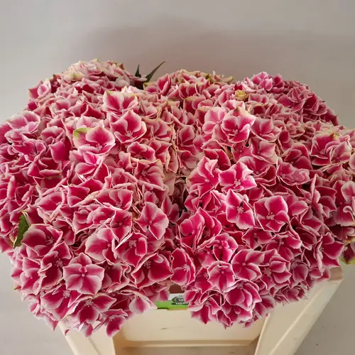 Hortensie rosa-weiss Rio Bol 17cm 50cm