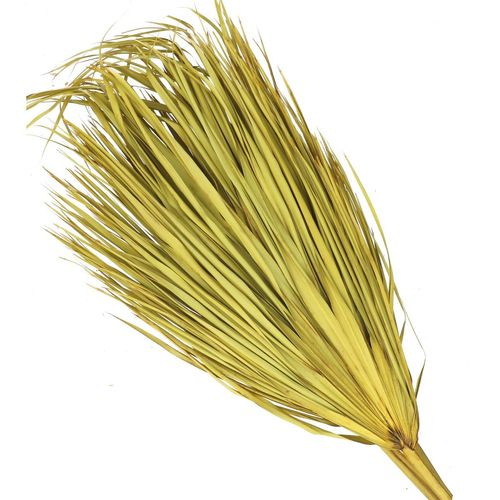 Trocken Chamaerops gelb L70cm x10