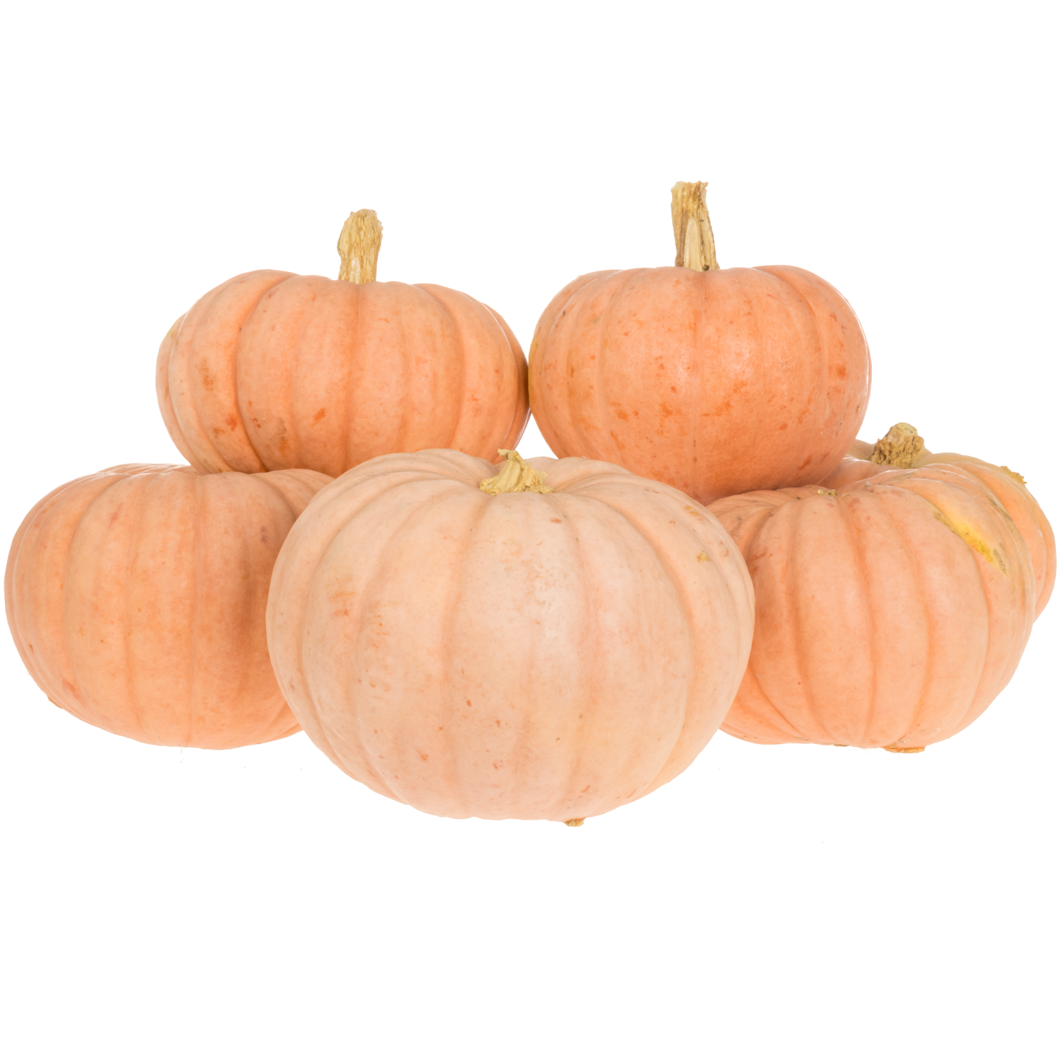 Zierkürbis orange Miss Sophie 14cm