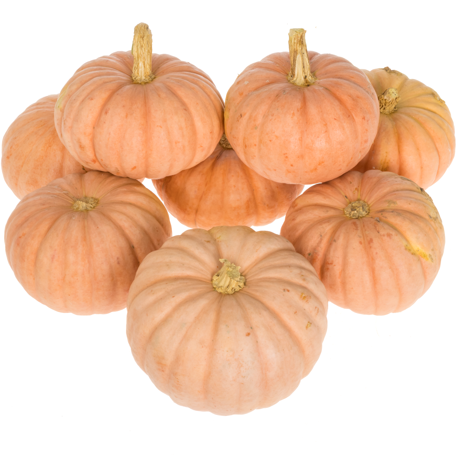 Zierkürbis orange Miss Sophie 14cm