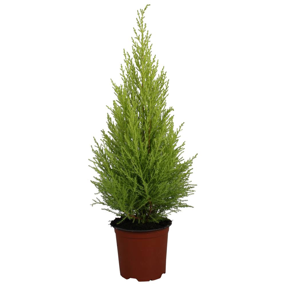 Cupressus Goldcrest T14 H65
