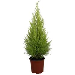 Cupressus Goldcrest T14 H65