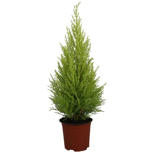 Cupressus Goldcrest T14 H65