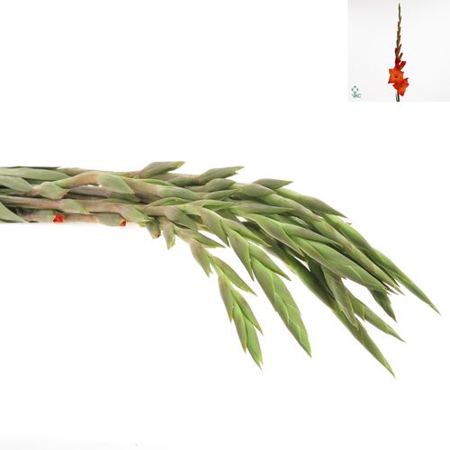 Gladiole orange Live 90cm