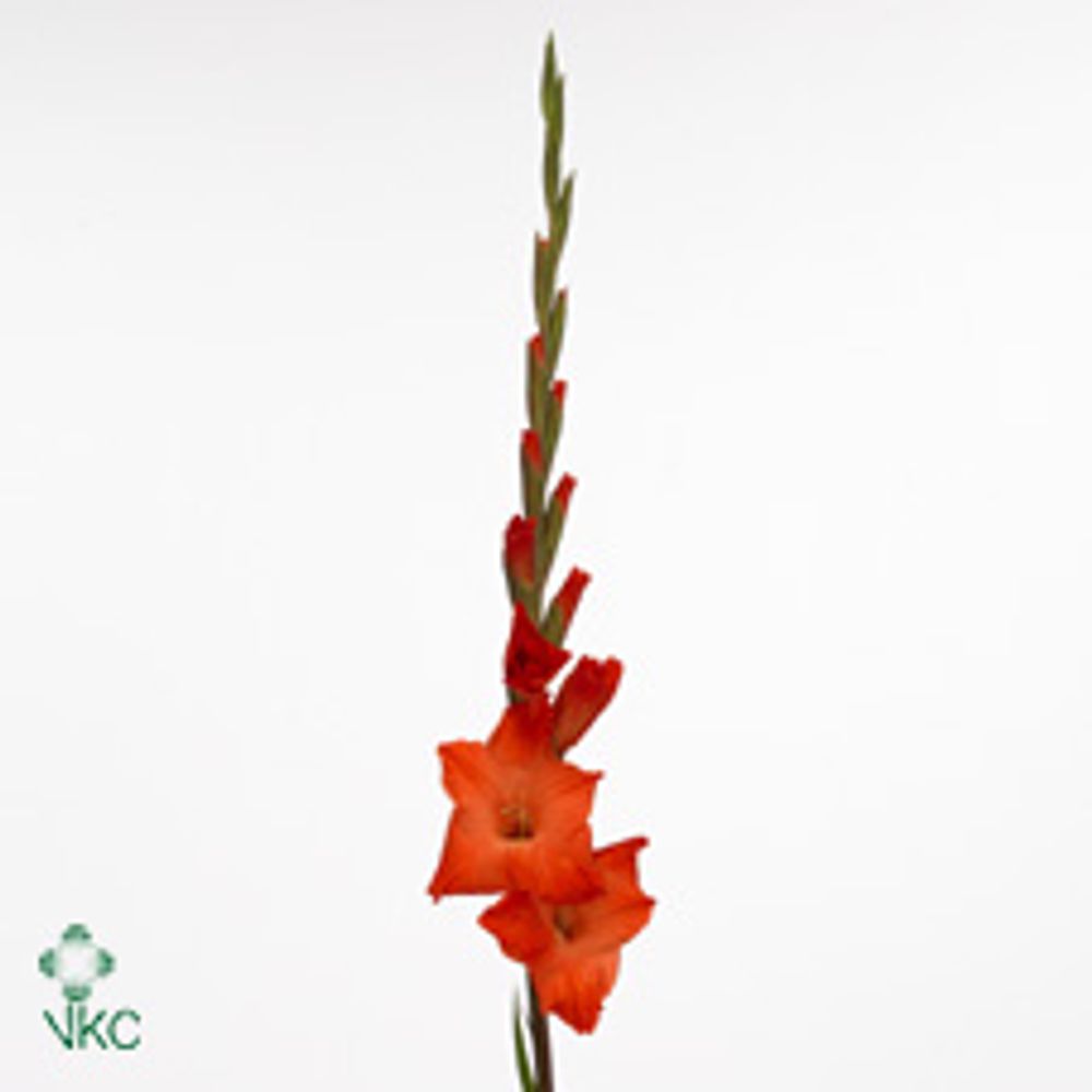 Gladiole orange Live 90cm