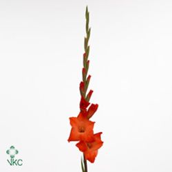 Gladiole orange Live 90cm
