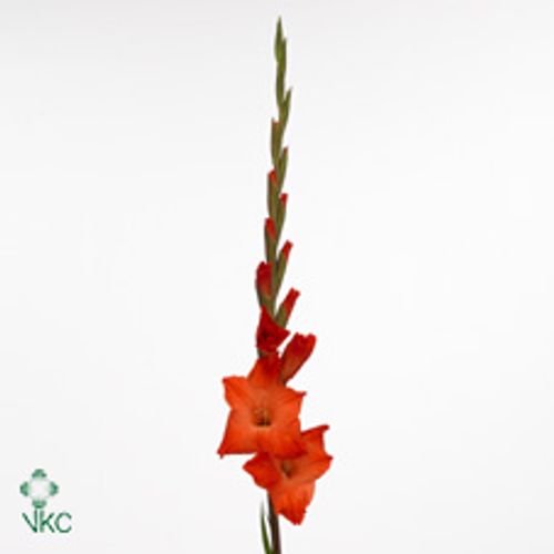 Gladiole orange Live 90cm