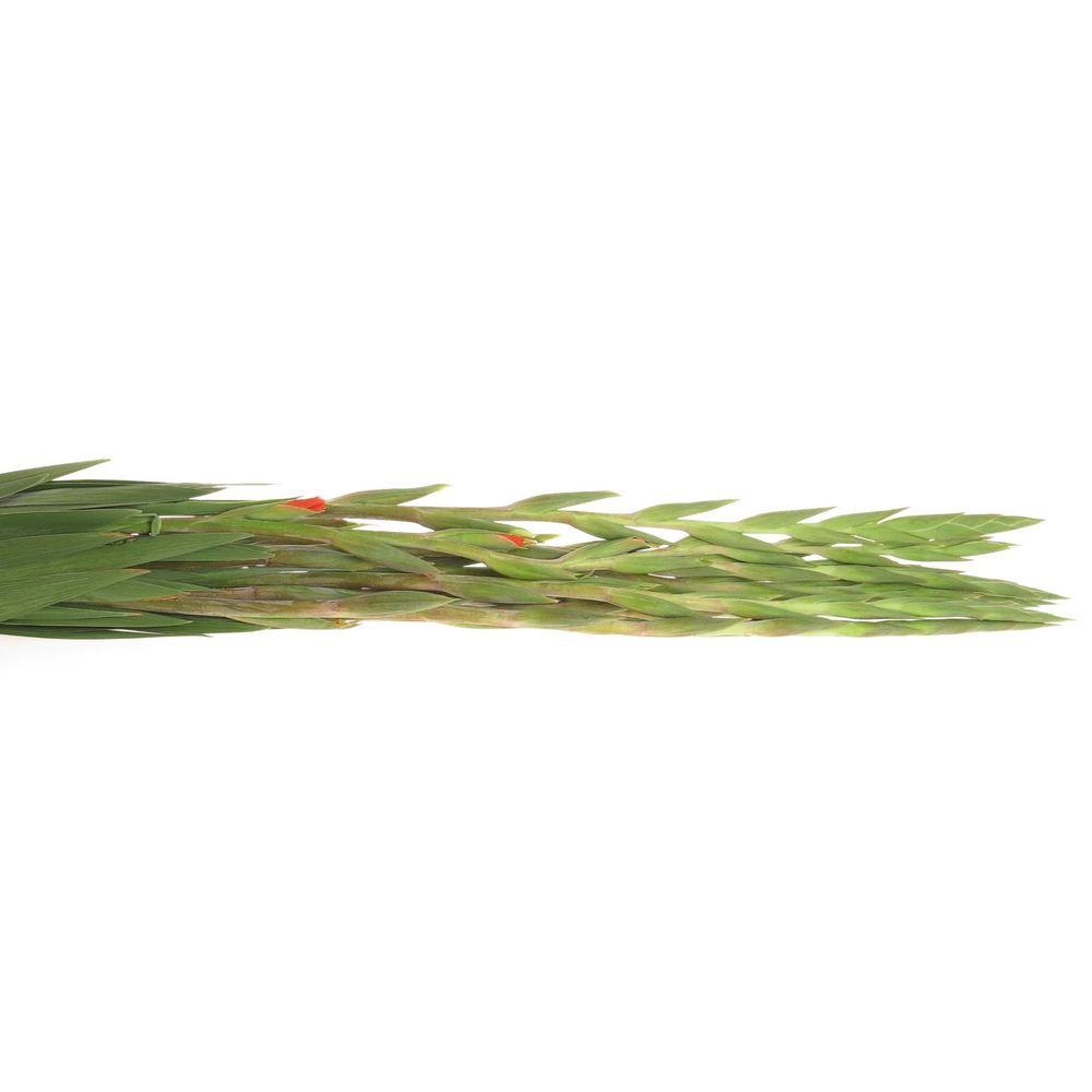 Gladiole orange Live 90cm