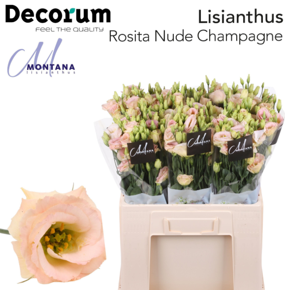 Lisianthus rosa/creme Nude 5+Blüte 60cm