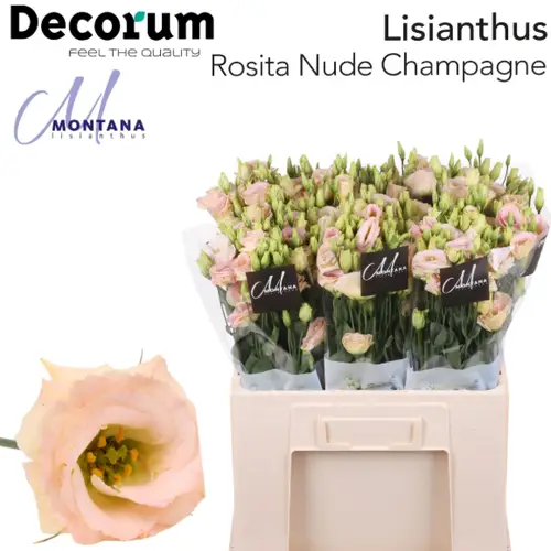 Lisianthus rosa/creme Nude 5+Blüte 60cm