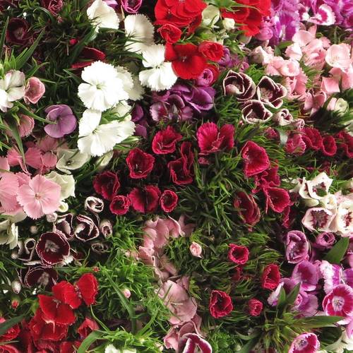 Bartnelke mix Bund 60cm XL x50