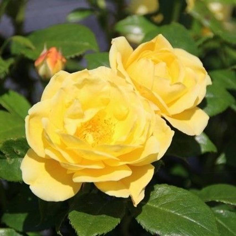 Rose Patio gelb Dolly Dot Duftend T14 H010