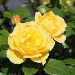 Rose Patio gelb Dolly Dot Duftend T14 H010