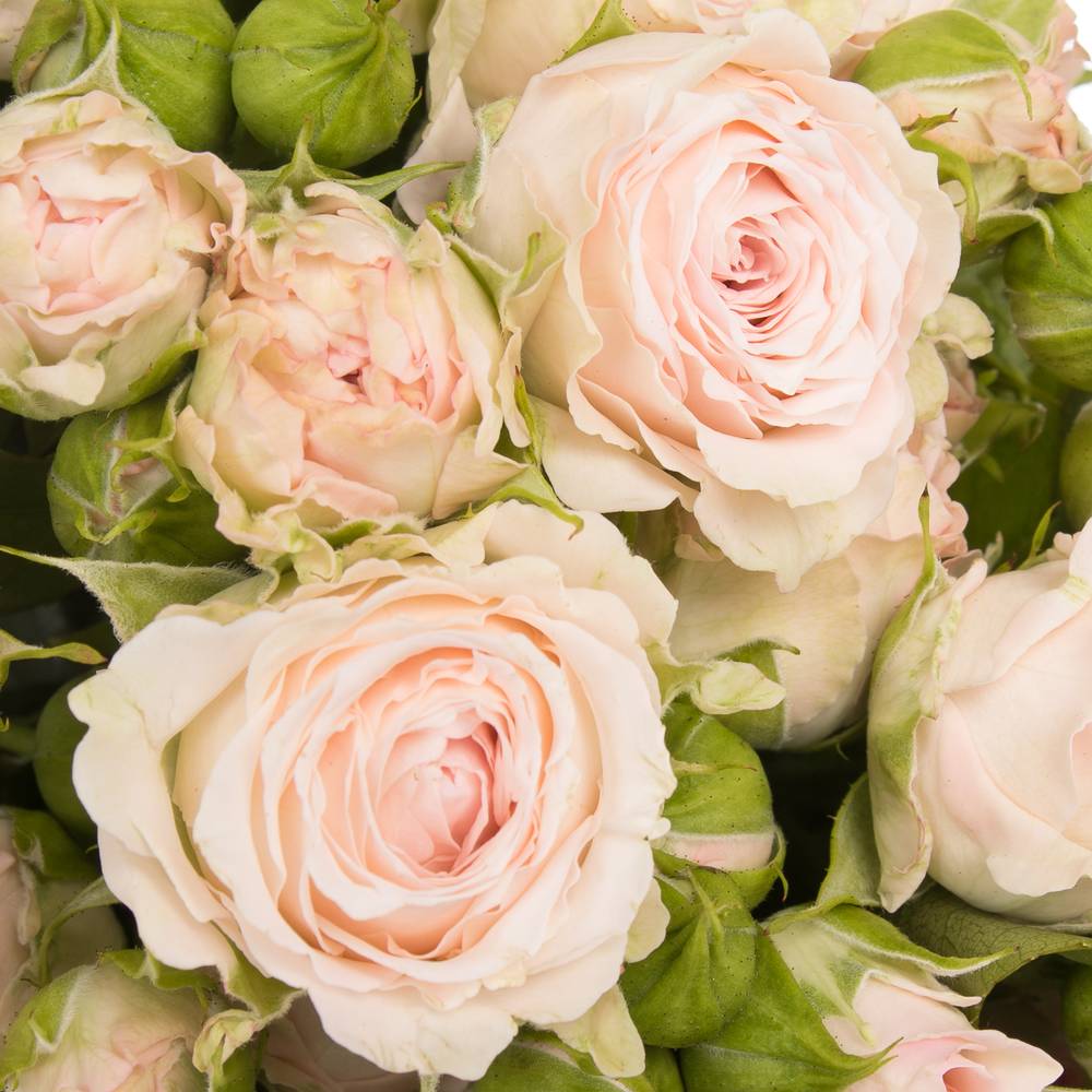 Rose verzweigt rosa Aerobic 6+Blüte 60cm