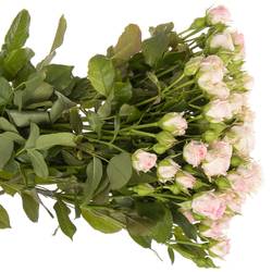 Rose verzweigt rosa Aerobic 6+Blüte 60cm