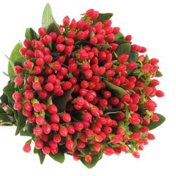 Hypericum orange/rot Fire 40cm