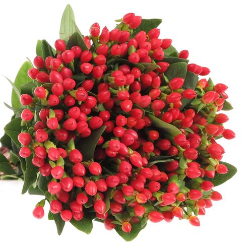 Hypericum orange/rot Fire 40cm