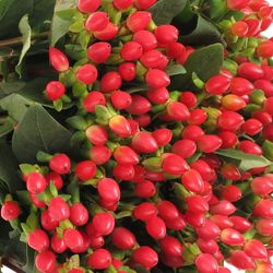 Hypericum orange/rot Fire 40cm