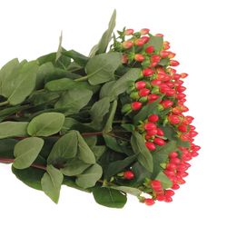 Hypericum orange/rot Fire 40cm