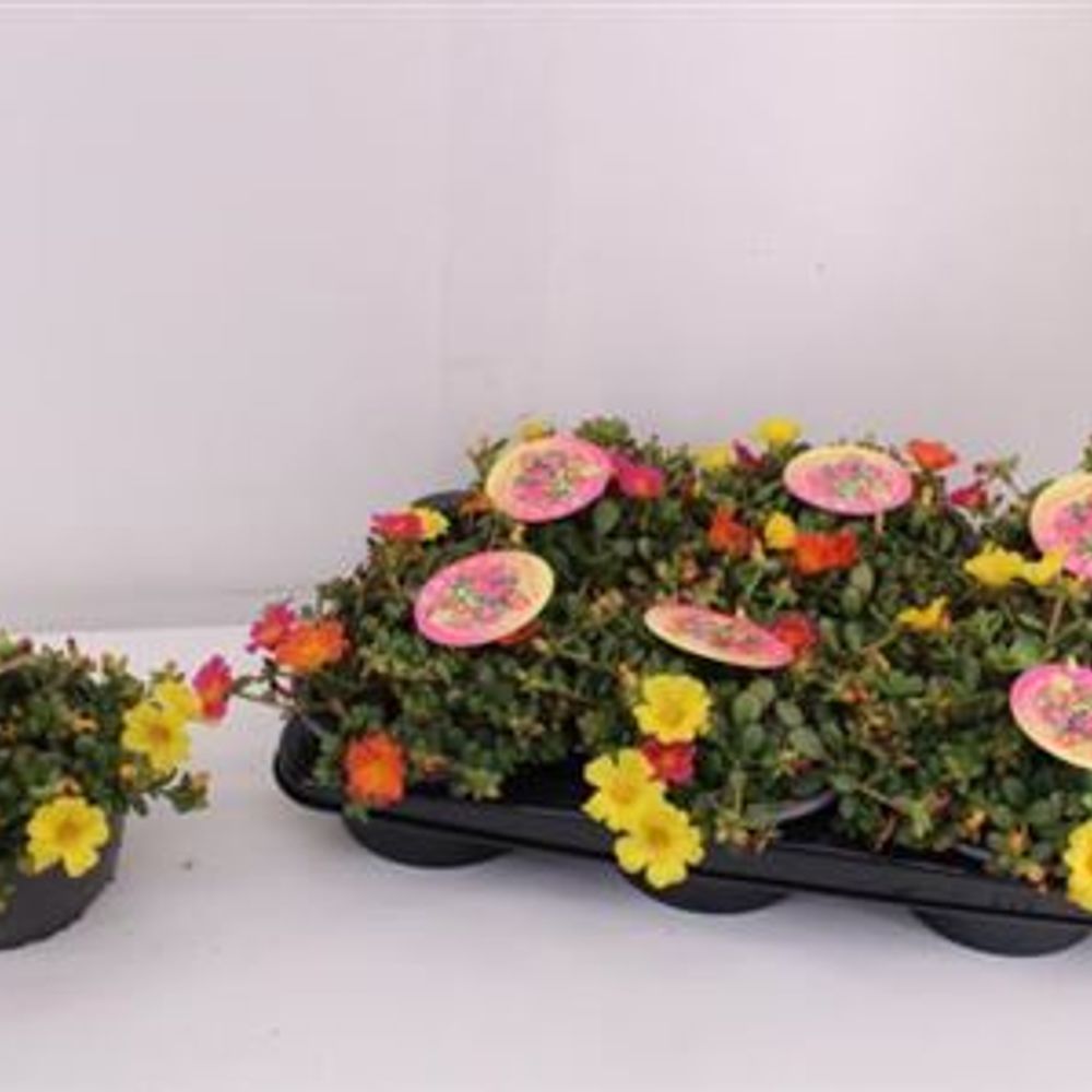 Portulaca Carnav. Schnapchen Von Uh T17 H13