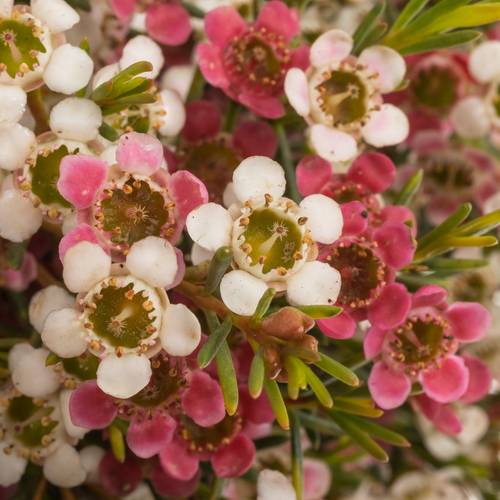 Wachsflower rot/creme Sw Sixteen 35 Gramm 55cm