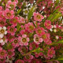 Wachsflower rot/creme Sw Sixteen 35 Gramm 55cm