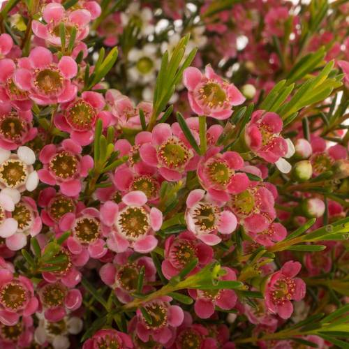 Wachsflower rot/creme Sw Sixteen 35 Gramm 55cm