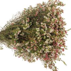 Wachsflower rot/creme Sw Sixteen 35 Gramm 55cm