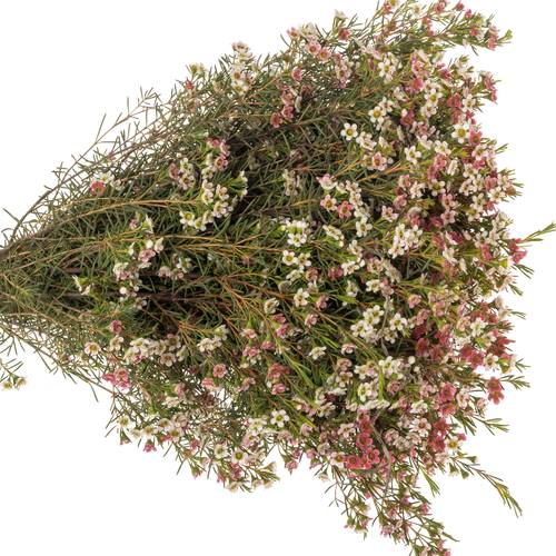 Wachsflower rot/creme Sw Sixteen 35 Gramm 55cm