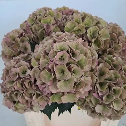 Hortensie rosa Royal Palace classic Bol 17/19cm 50cm