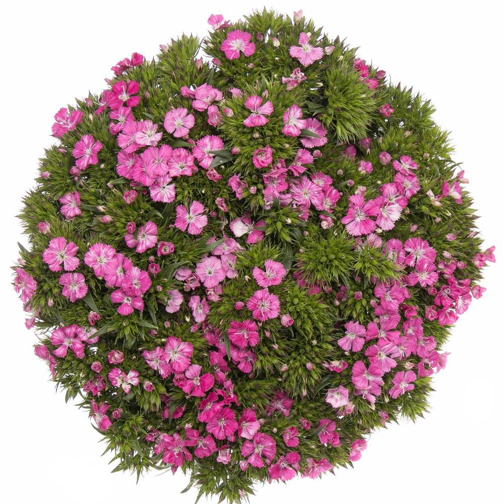 Bartnelke rosa Amazone Rose 55cm