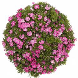 Bartnelke rosa Amazone Rose 55cm