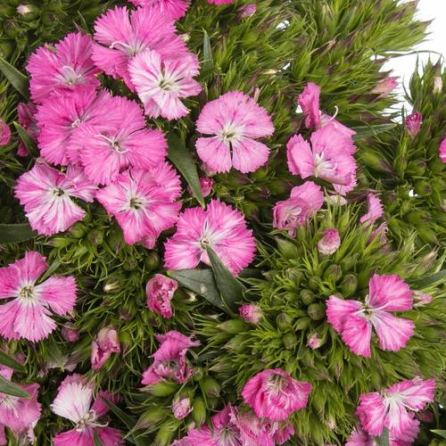 Bartnelke rosa Amazone Rose 55cm