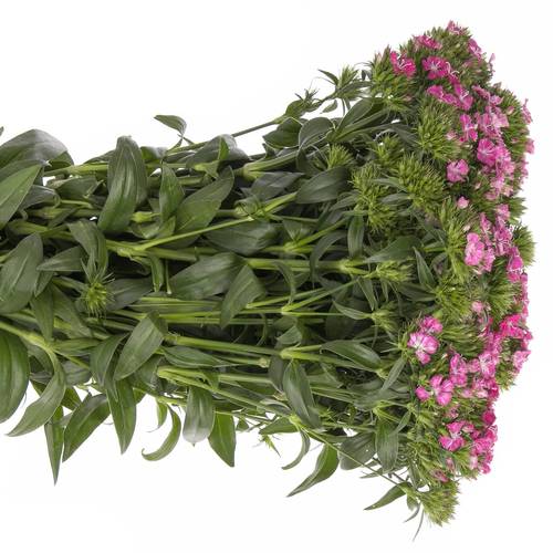 Bartnelke rosa Amazone Rose 55cm