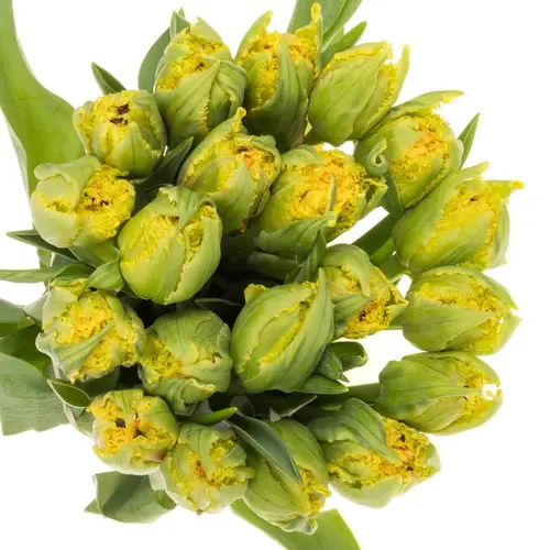 Tulpe gelb/rot gezackt Kensington 36 Gramm