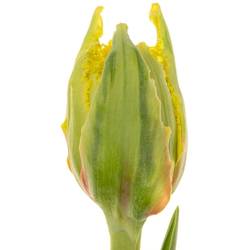 Tulpe gelb/rot gezackt Kensington 36 Gramm