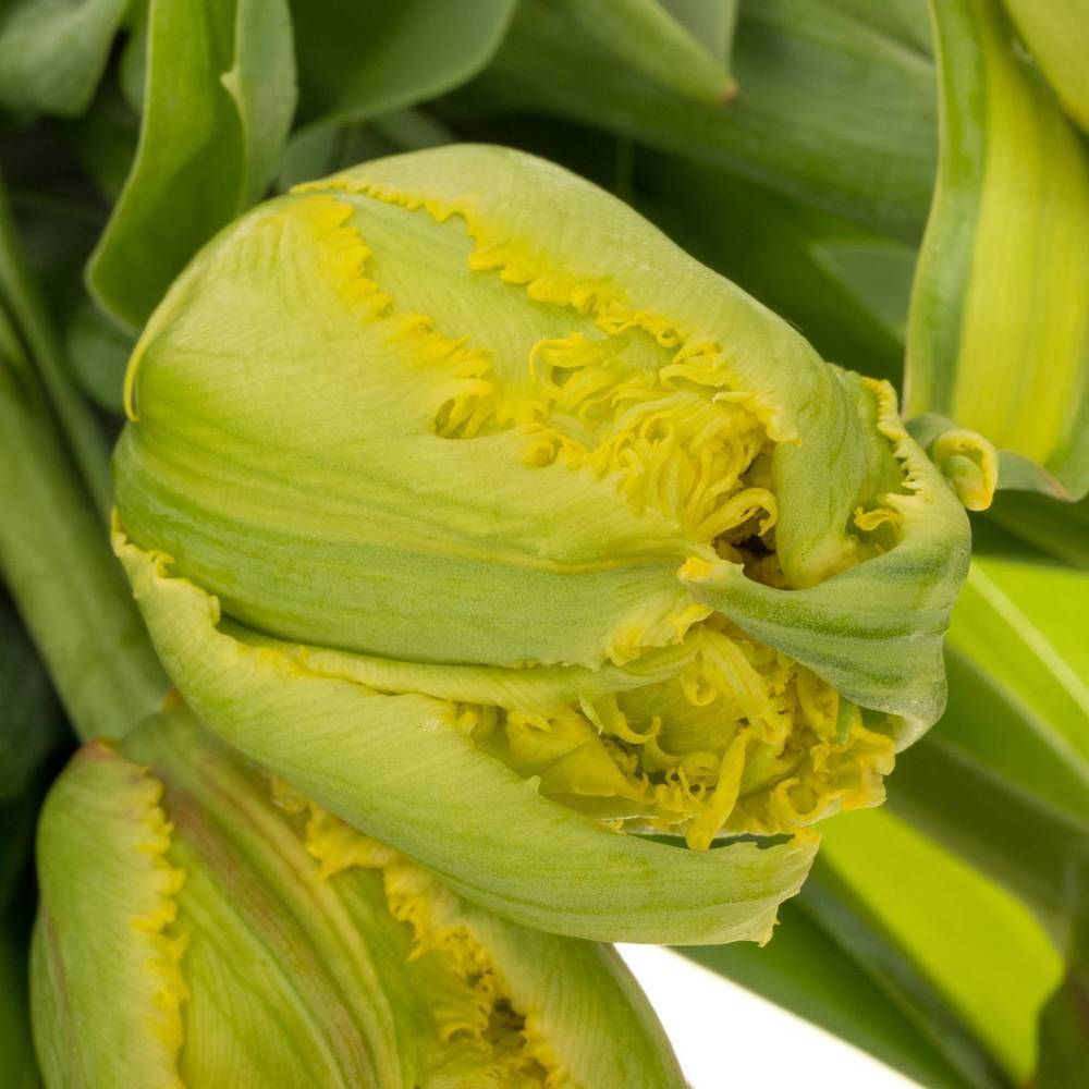 Tulpe gelb/rot gezackt Kensington 36 Gramm