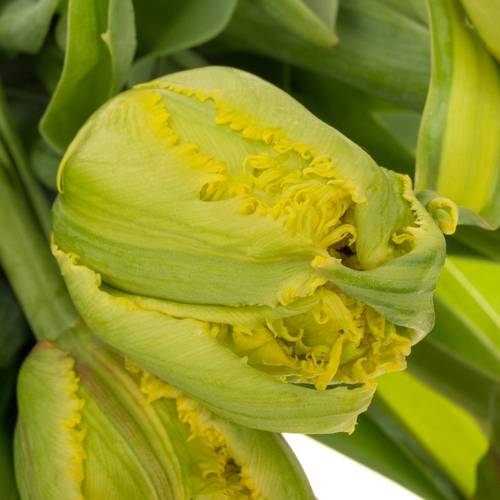 Tulpe gelb/rot gezackt Kensington 36 Gramm