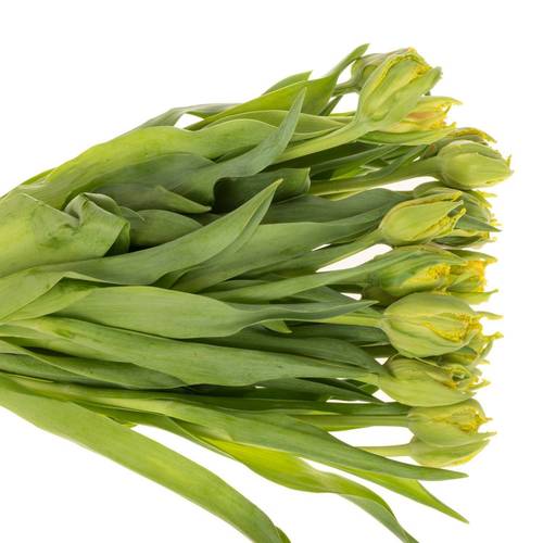 Tulpe gelb/rot gezackt Kensington 36 Gramm