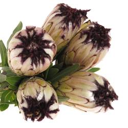 Protea creme Moonshine 40cm