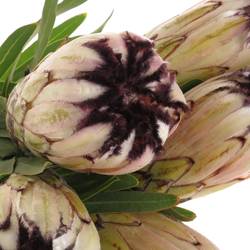 Protea creme Moonshine 40cm