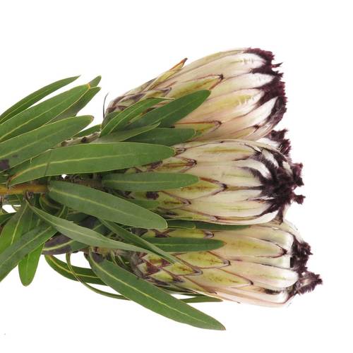 Protea creme Moonshine 40cm